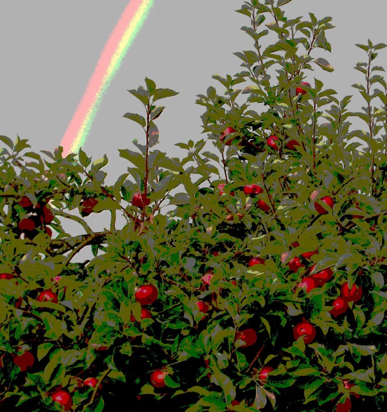 apple tree poster 2 100_2087