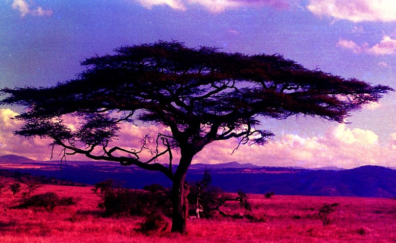 thorn tree (Lewa)