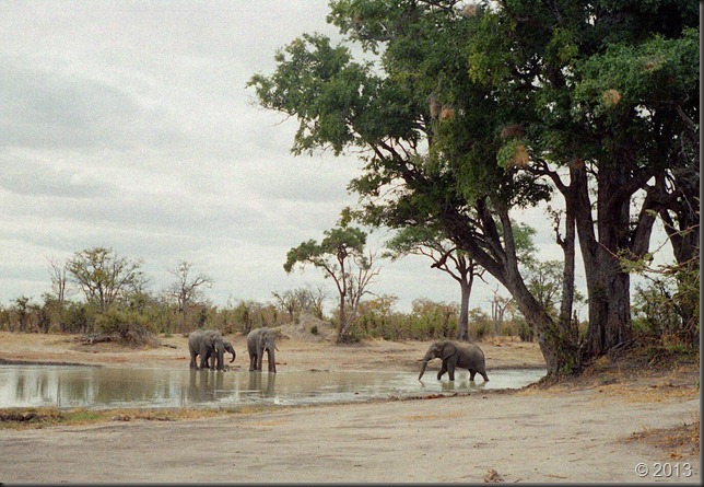 Hwange - waterhole and elephants 4