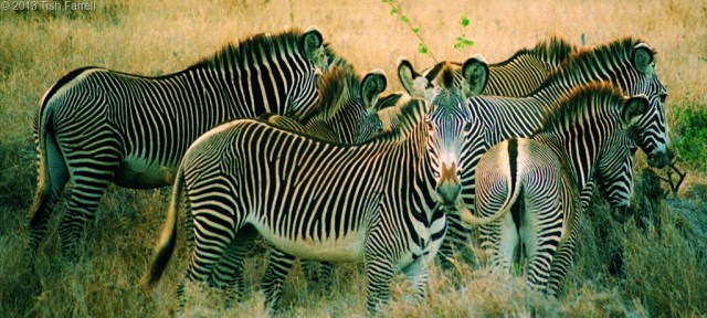 Grevys-zebra.jpg