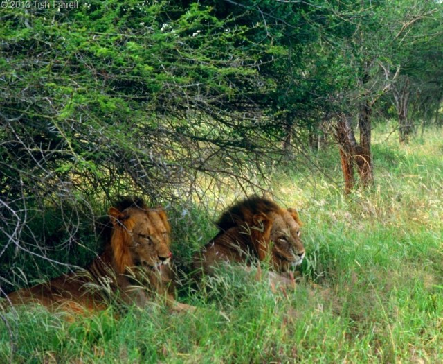 lions-in-the-Taita-reserve-1992.jpg