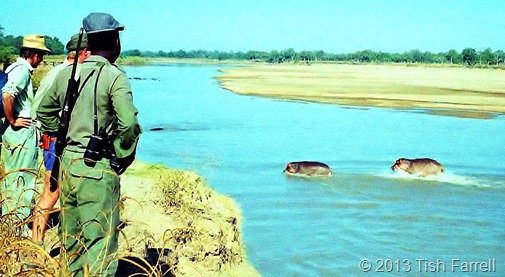 South Luangwa - dawn walk and hippos