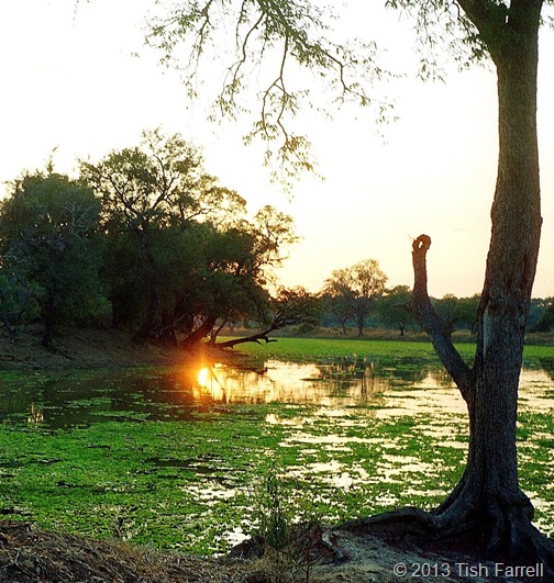 South Luangwa - lagoon with cabbage weed 2