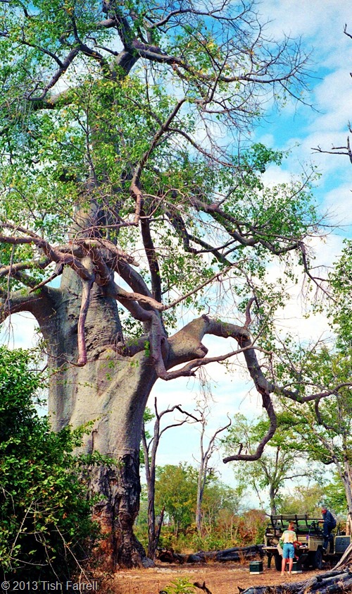 South Luangwa - mighty poachers' baobab 2