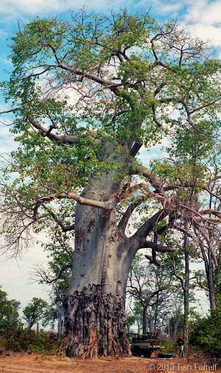 South Luangwa - mighty poachers' baobab