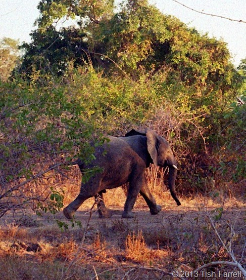 South Luangwa - young elephant