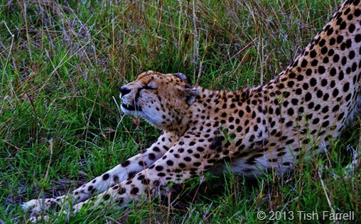 cheetah stretching