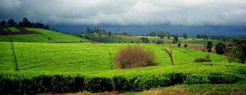 Limuru tea fields in the long rains
