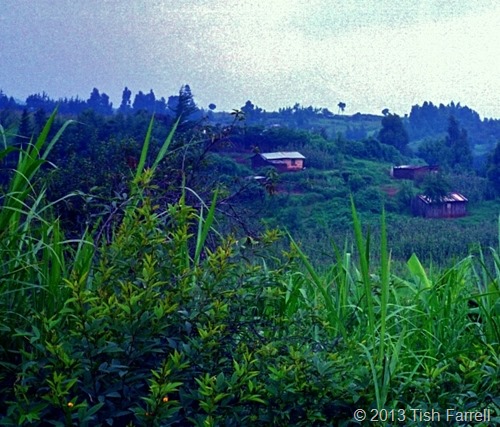 napier grass and farms
