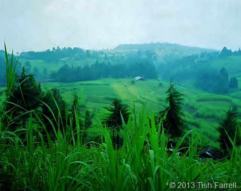 napier grass on the Rift