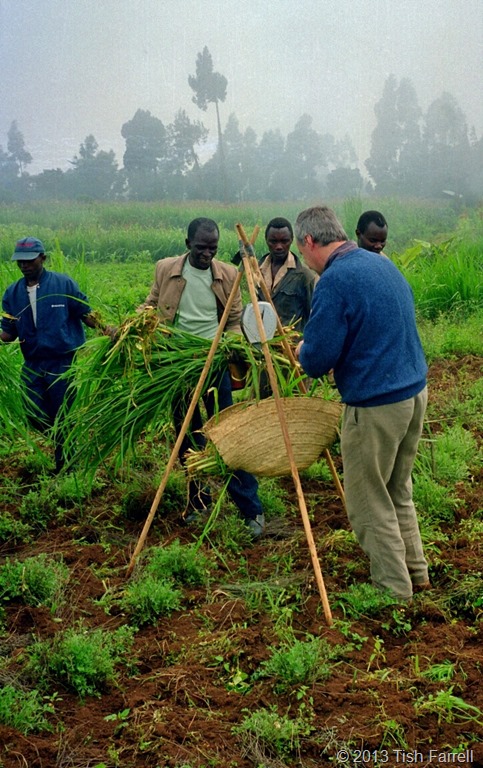napier grass sampling 3