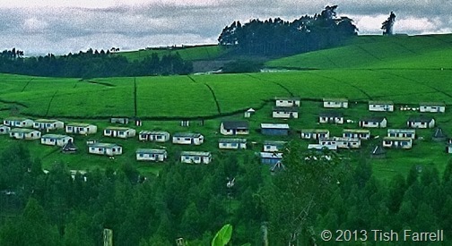tea fields and workers' houses_thumb[140]_thumb