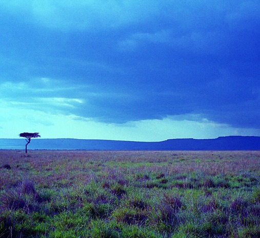 Mara grassland 3