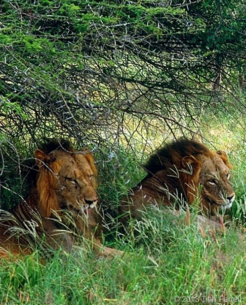 lions in the Taita reserve 1992