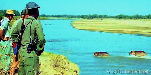 South Luangwa - dawn walk and hippos