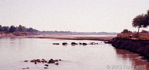 South Luangwa - hippos and bull on the bank 2 wider view