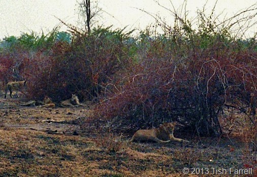 South Luangwa - spot the lions 1