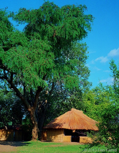 South Luangwa - Tenatena camp dining room under a rain tree