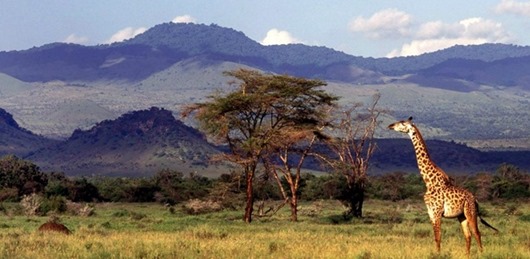 Kenya; Chyulu Hills; Campi ya Kanzi - Giraffe in the Chyulu Hills