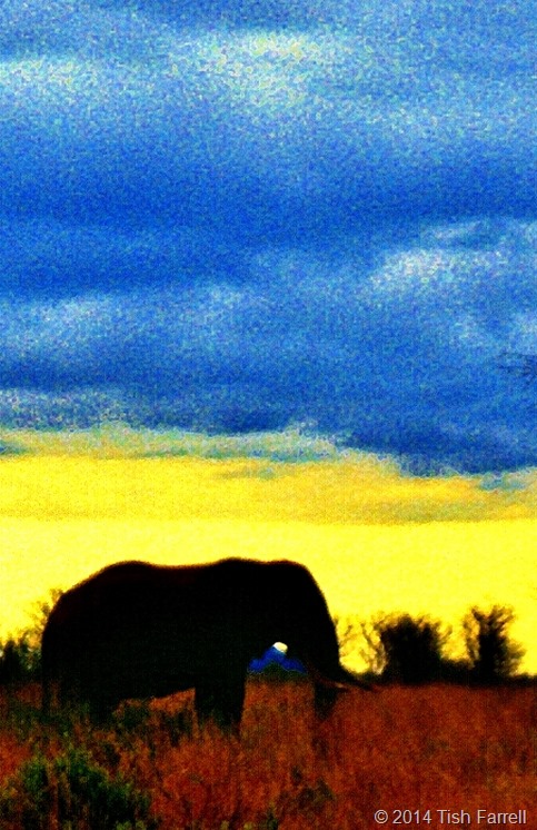 lone elephant at twilight
