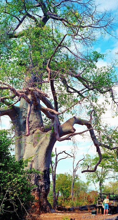 South Luangwa - mighty poachers' baobab 2
