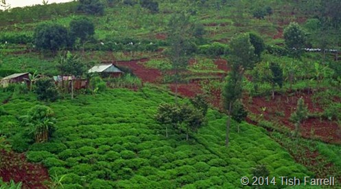 clip_image002 clip_image002