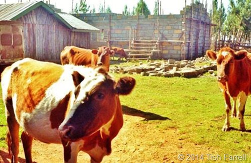 clip_image005 clip_image005