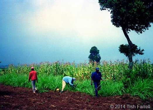 clip_image015 clip_image015