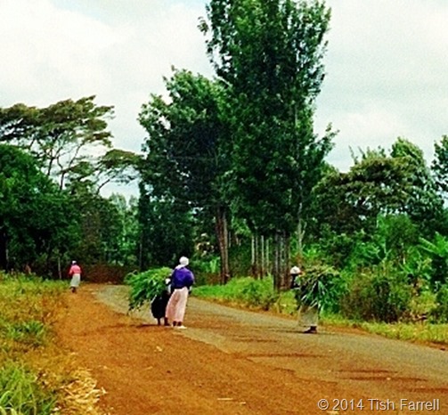 Escarpment lane Escarpment lane