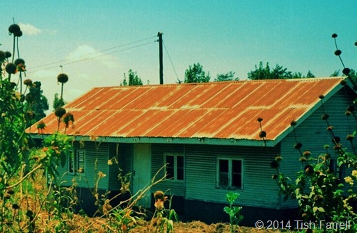 Kikuyu farmstead 24 Kikuyu farmstead 24