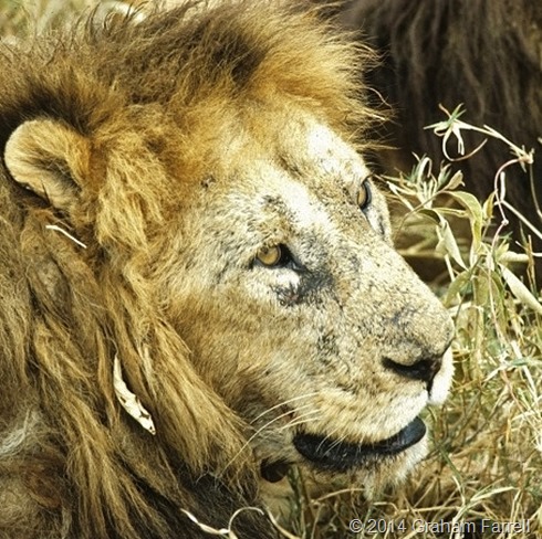 lion_Ngorongoro_178