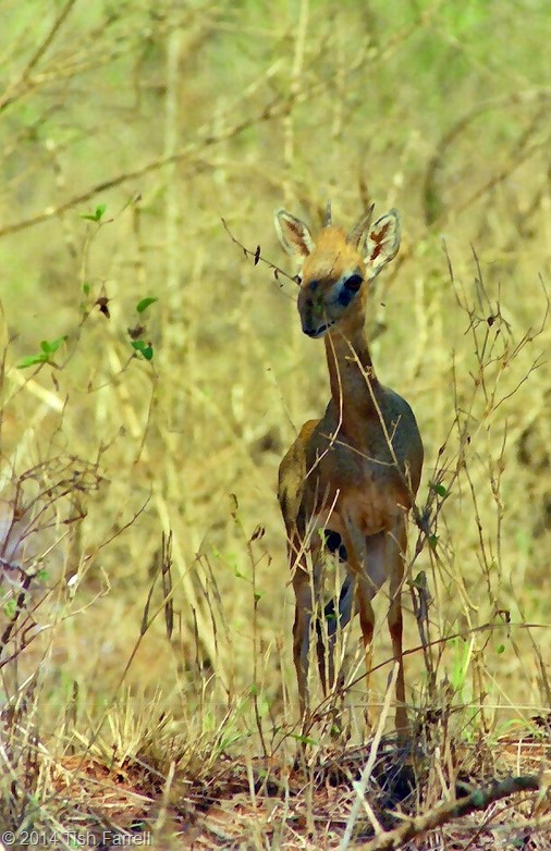 Scan-140504-0005 Scan-140504-0005