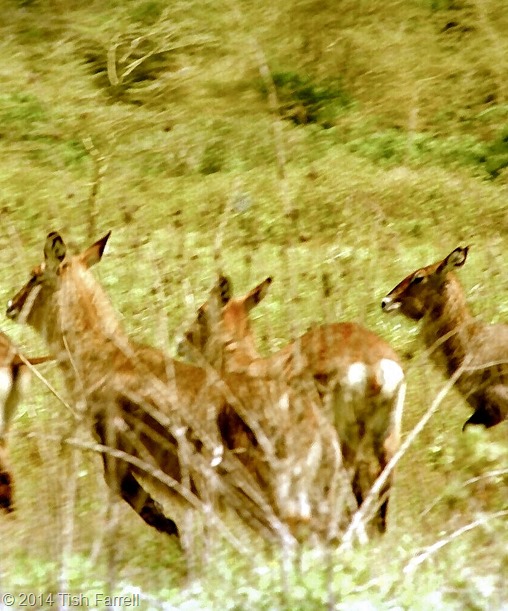 Scan-140504-0009 Scan-140504-0009