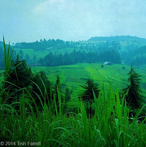 napier grass on the Rift