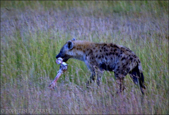 Scan-140826-0006jpeg