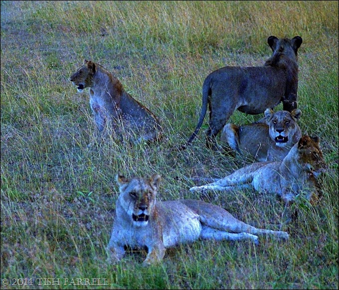 Scan-140826-0008jpeg