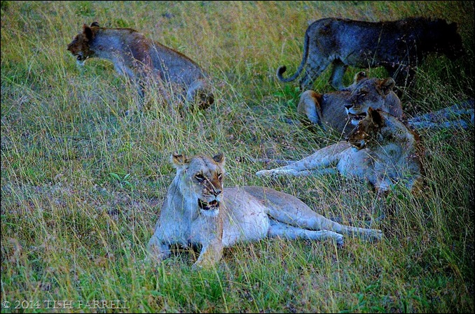 Scan-140826-0021jpeg