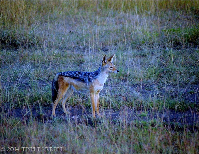 Scan-140826-0024jpeg