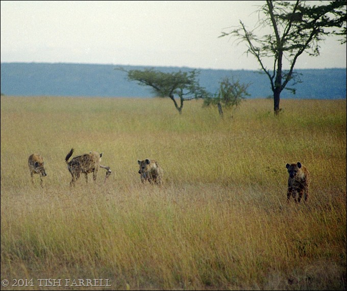 Scan-140826-0026jpeg