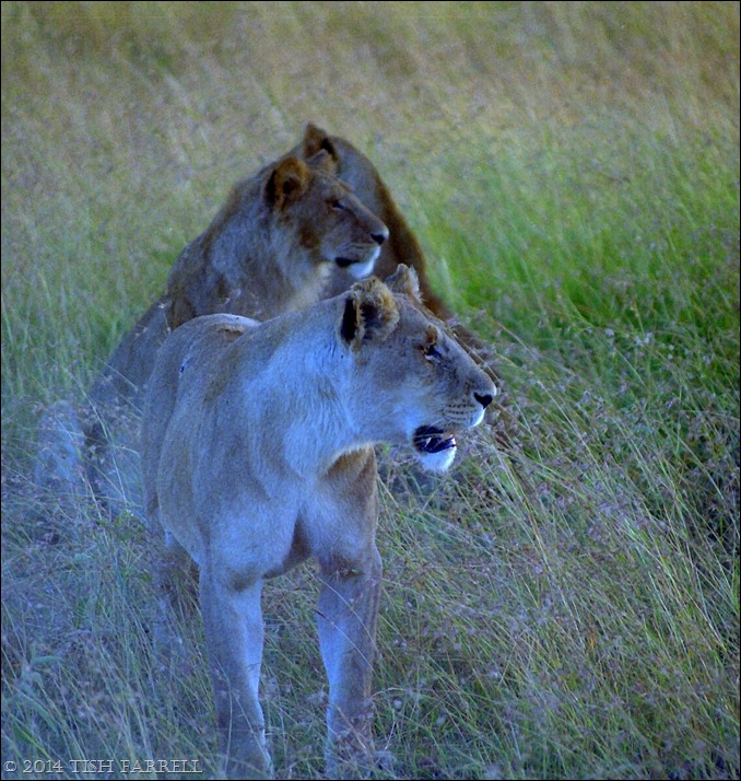 Scan-140826-0029jpeg