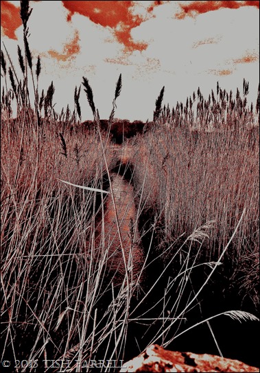 P1000151 - Copy (3) P1000151 - Copy (3)