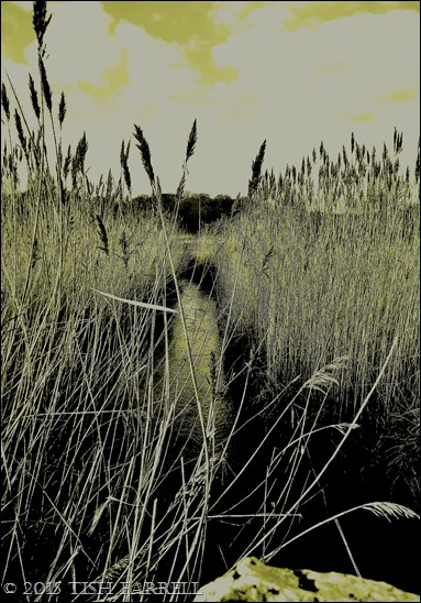 P1000151 - Copy - Copy P1000151 - Copy - Copy