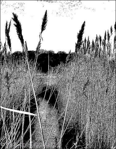 P1000151 - Copy P1000151 - Copy