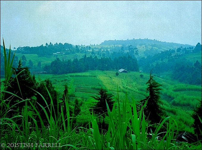 napier grass on the Rift