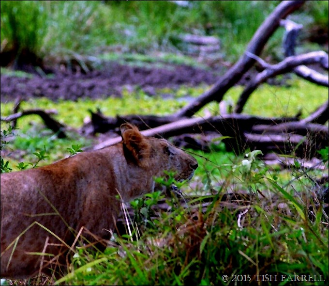 Scan-140726-0005 (10)