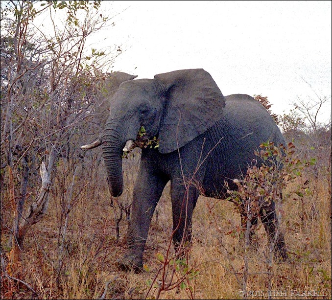 Hwange National Park - elephant in the bush 6