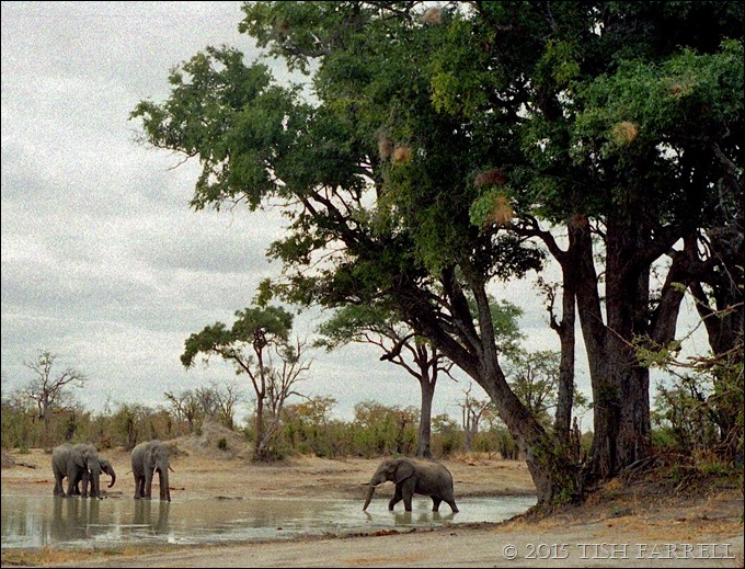 Hwange - waterhole and elephants 3