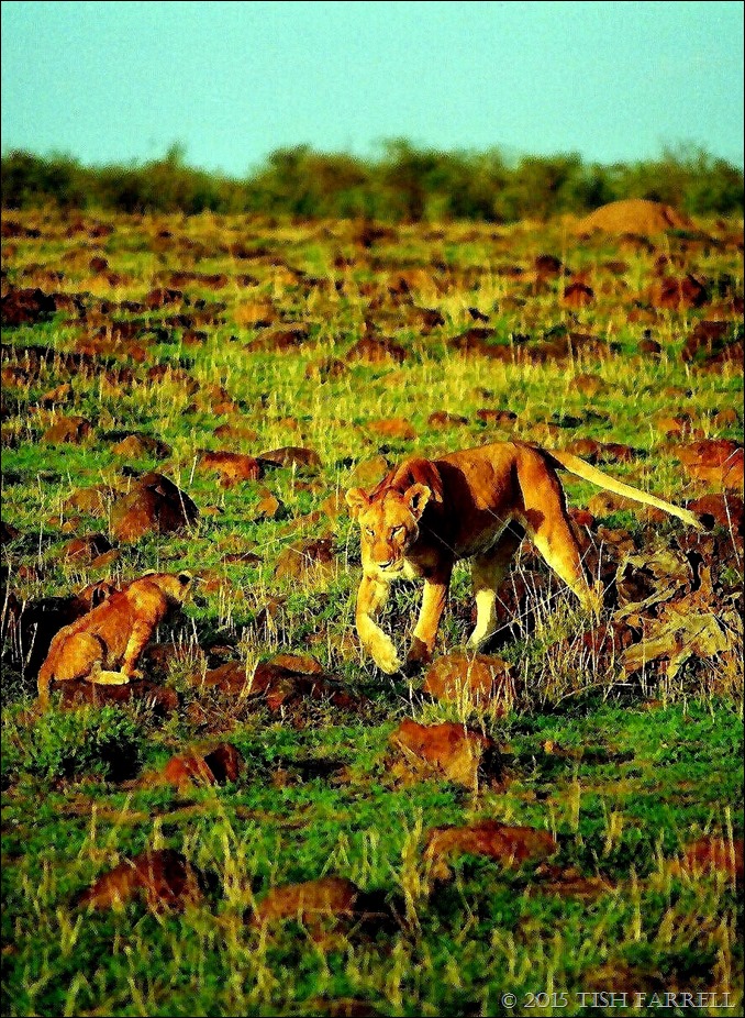 Scan-140726-0004 (8) - Copy