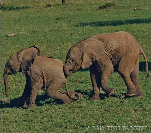 Elephant Partners – Tish Farrell