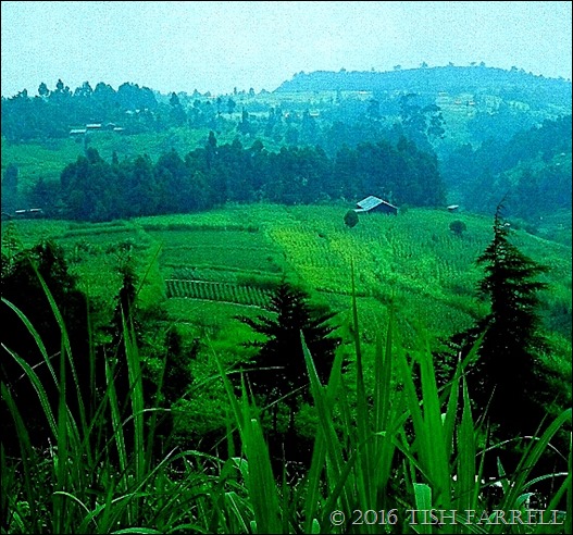 napier grass on the Rift